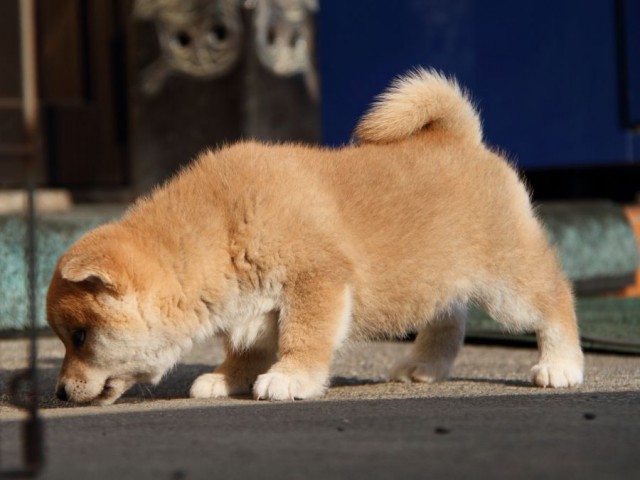 IMG_5973-shibainu-koinu IMG_5973-shibainu-koinu