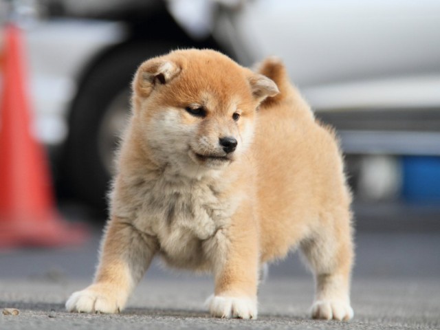 IMG_5991-shibainu-koinu IMG_5991-shibainu-koinu