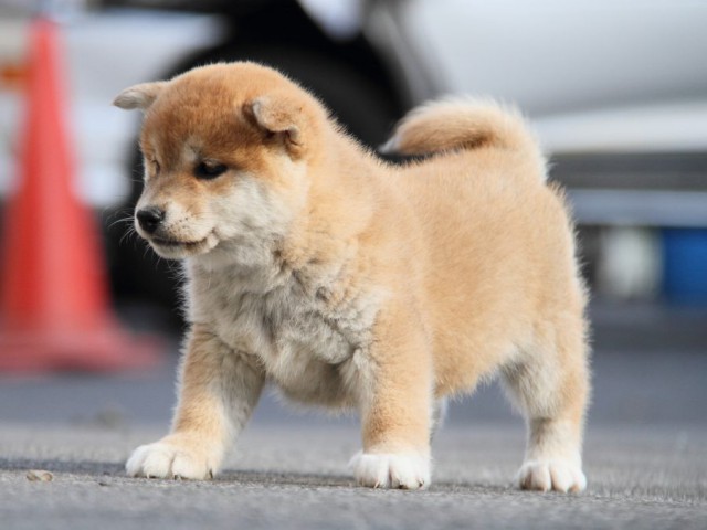 IMG_5996-shibainu-koinu IMG_5996-shibainu-koinu
