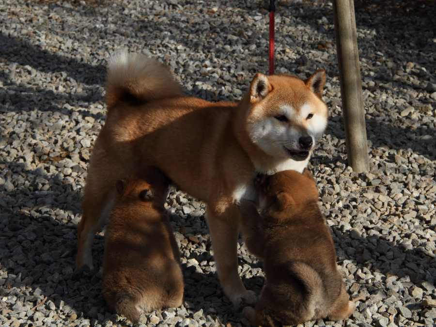 IMG_6045-shibainu-koinu