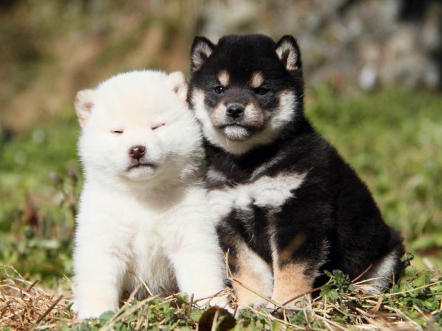 IMG_6268-shibainu-koinu IMG_6268-shibainu-koinu