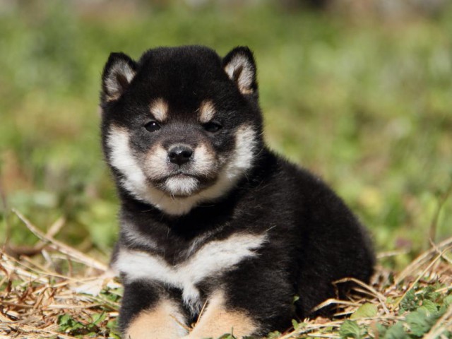 IMG_6280-shibainu-koinu IMG_6280-shibainu-koinu