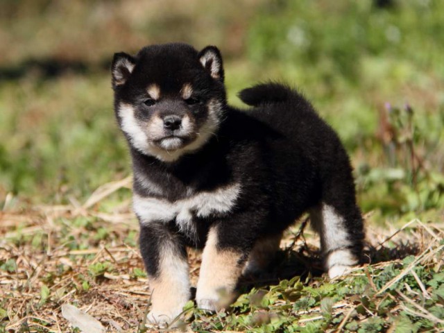 IMG_6313-shibainu-koinu IMG_6313-shibainu-koinu