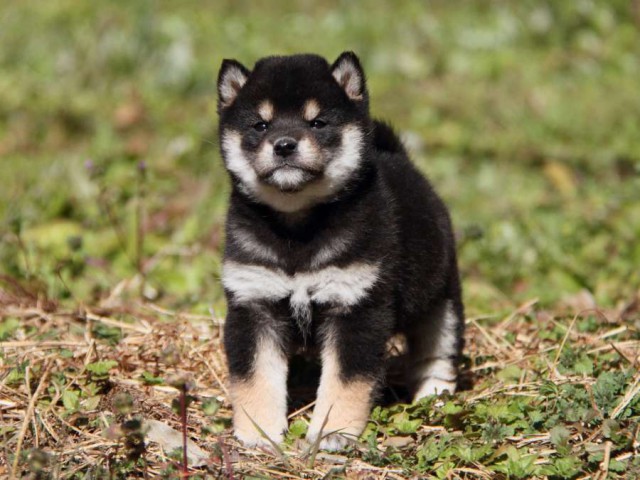 IMG_6333-shibainu-koinu IMG_6333-shibainu-koinu