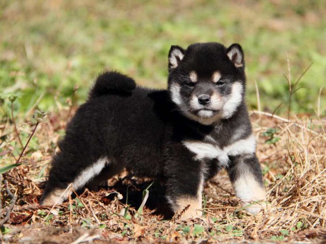 IMG_6356-shibainu-koinu IMG_6356-shibainu-koinu