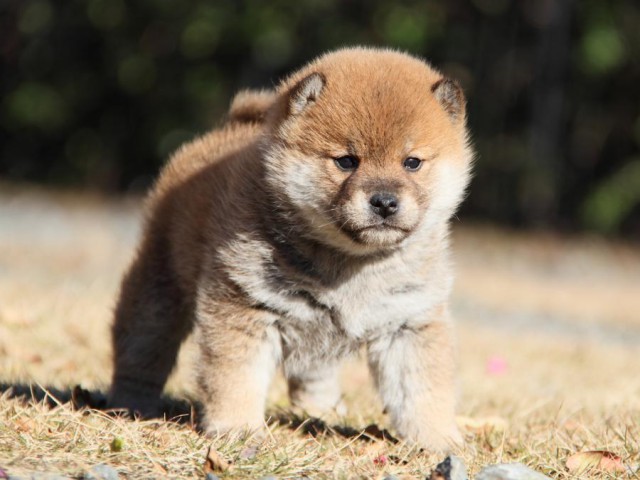 IMG_6706-shibainu-koinu IMG_6706-shibainu-koinu