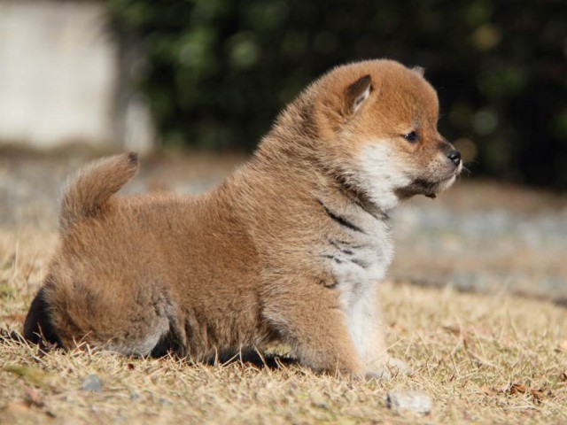 IMG_6772-shibainu-koinu IMG_6772-shibainu-koinu
