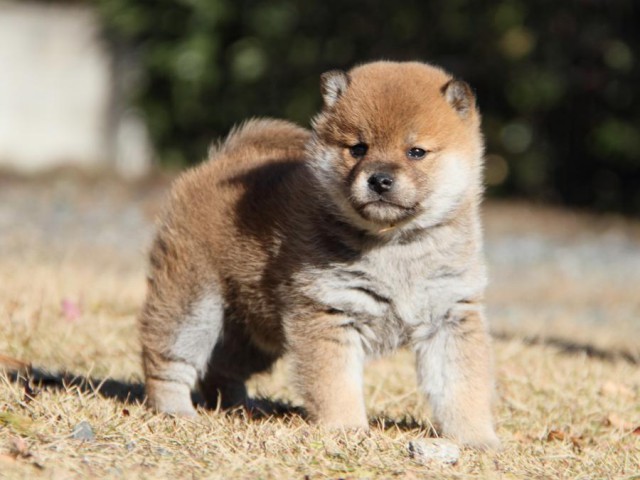IMG_6777-shibainu-koinu IMG_6777-shibainu-koinu