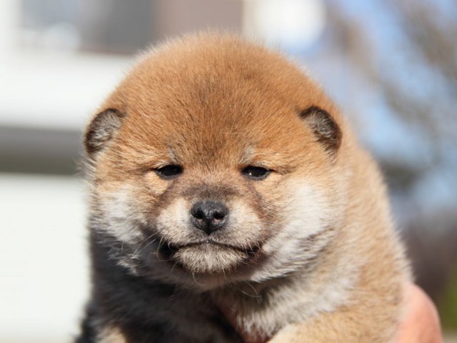 IMG_6792-shibainu-koinu IMG_6792-shibainu-koinu