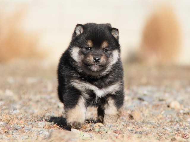 IMG_6889-shibainu-koinu IMG_6889-shibainu-koinu