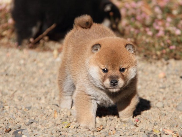 IMG_7017-shibainu-koinu IMG_7017-shibainu-koinu