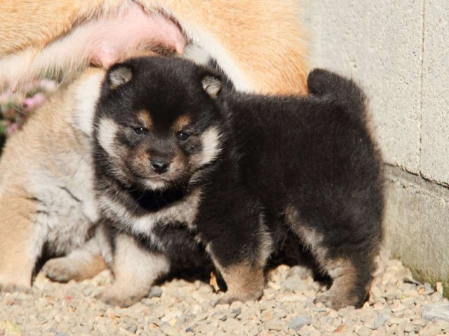 IMG_7034-shibainu-koinu IMG_7034-shibainu-koinu