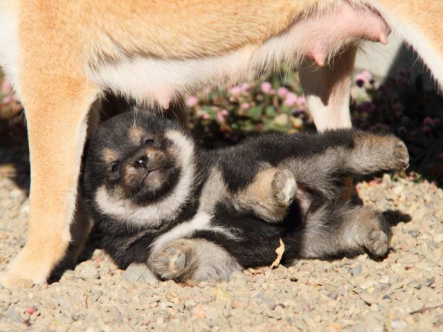IMG_7043-shibainu-koinu IMG_7043-shibainu-koinu