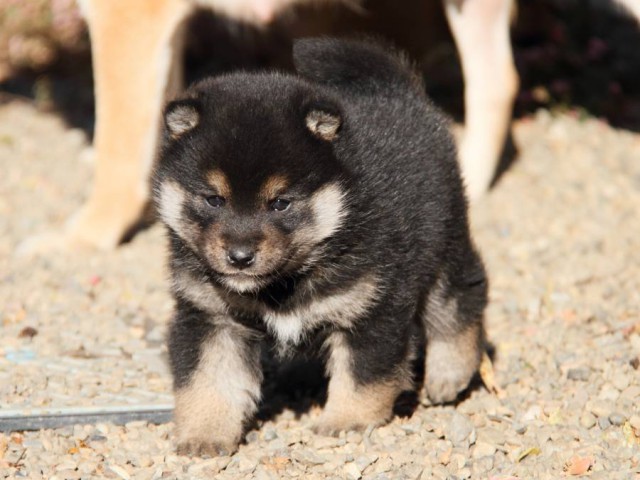 IMG_7049-shibainu-koinu IMG_7049-shibainu-koinu