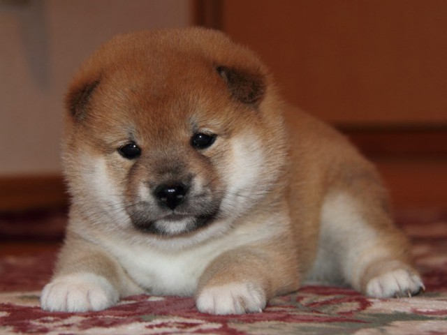 IMG_7091-shibainu-koinu IMG_7091-shibainu-koinu