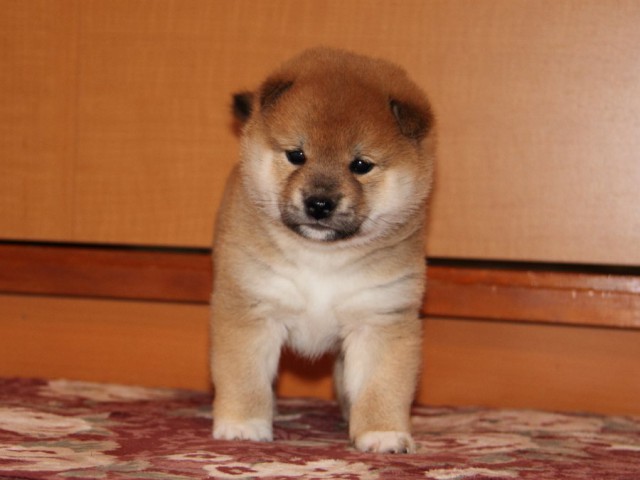 IMG_7100-shibainu-koinu IMG_7100-shibainu-koinu