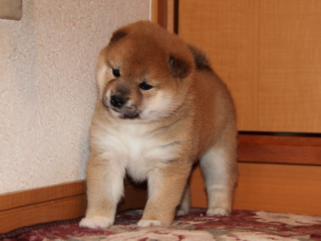 IMG_7107-shibainu-koinu IMG_7107-shibainu-koinu