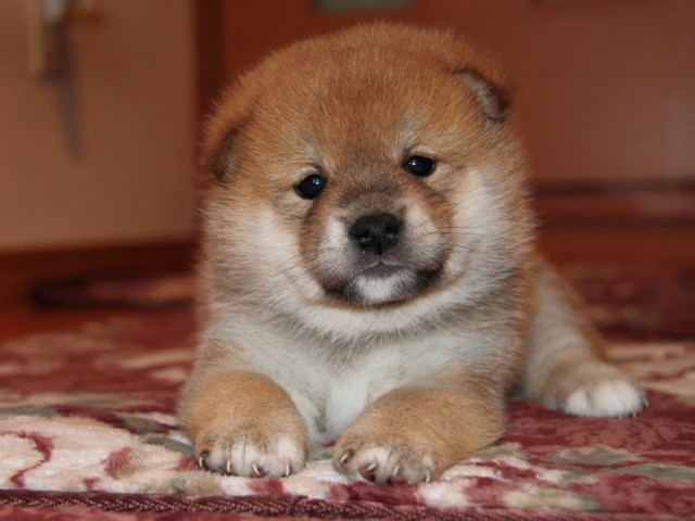 IMG_7121-shibainu-koinu IMG_7121-shibainu-koinu