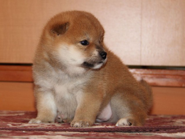 IMG_7145-shibainu-koinu IMG_7145-shibainu-koinu