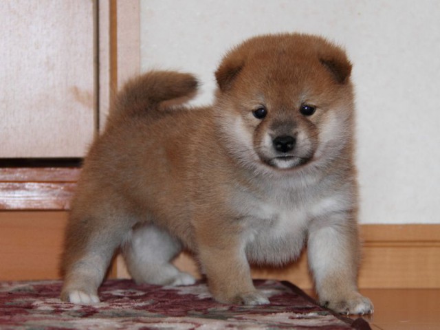 IMG_7153-shibainu-koinu IMG_7153-shibainu-koinu