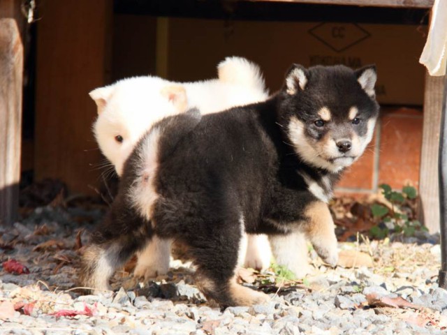 IMG_7343-shibainu-koinu IMG_7343-shibainu-koinu