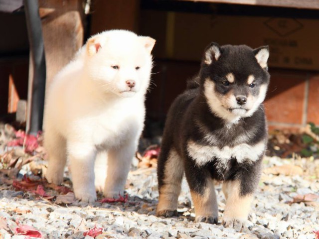 IMG_7356-shibainu-koinu IMG_7356-shibainu-koinu