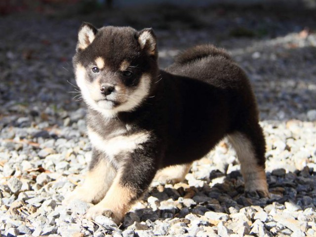 IMG_7409-shibainu-koinu IMG_7409-shibainu-koinu