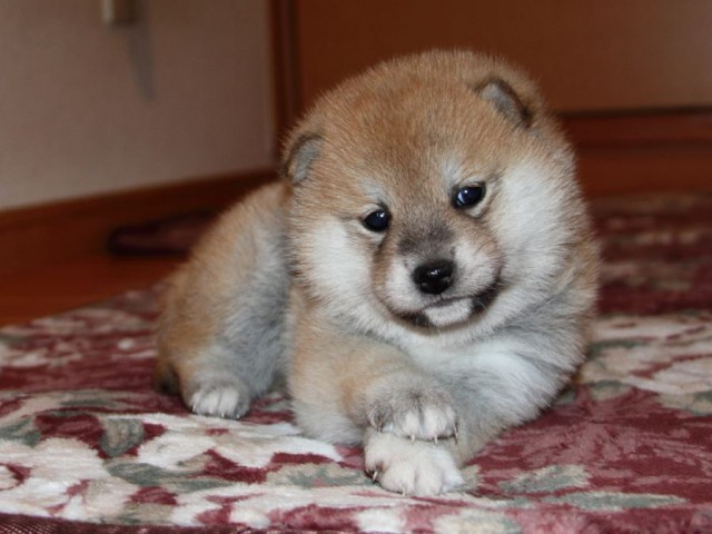 IMG_7571-shibainu-koinu IMG_7571-shibainu-koinu