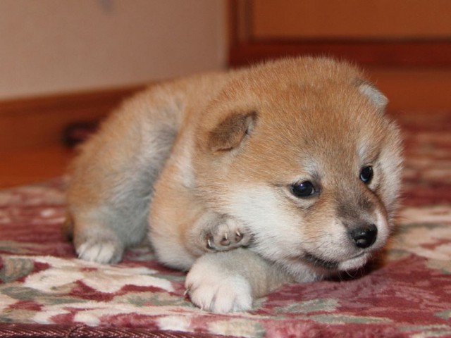 IMG_7573-shibainu-koinu IMG_7573-shibainu-koinu