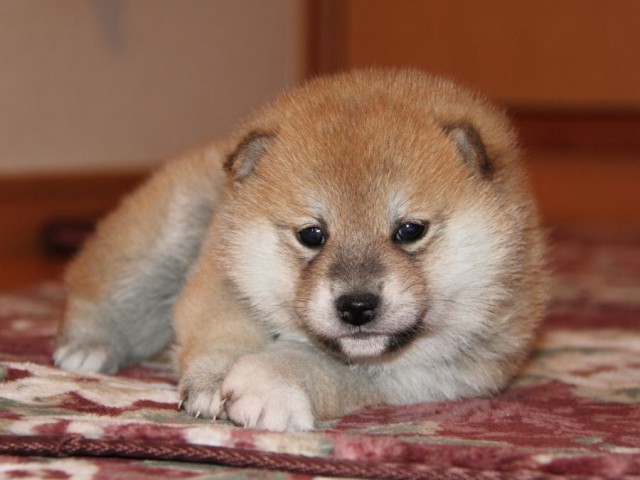 IMG_7578-shibainu-koinu IMG_7578-shibainu-koinu