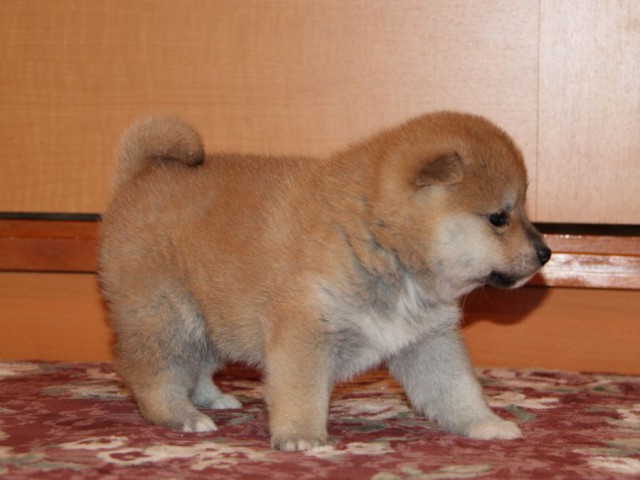 IMG_7585-shibainu-koinu IMG_7585-shibainu-koinu