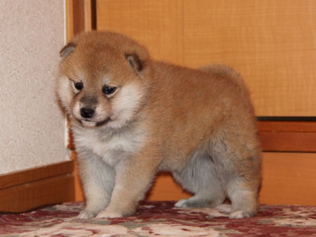 IMG_7589-shibainu-koinu IMG_7589-shibainu-koinu