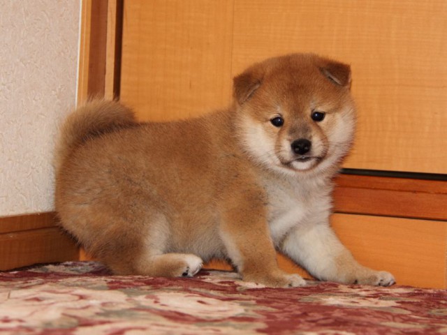 IMG_7655-shibainu-koinu IMG_7655-shibainu-koinu