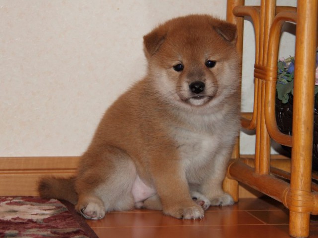 IMG_7660-shibainu-koinu IMG_7660-shibainu-koinu