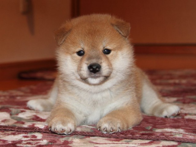 IMG_7662-shibainu-koinu IMG_7662-shibainu-koinu