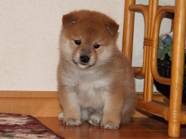 IMG_7663-shibainu-koinu IMG_7663-shibainu-koinu