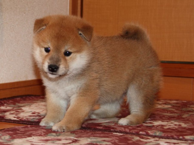 IMG_7673-shibainu-koinu IMG_7673-shibainu-koinu