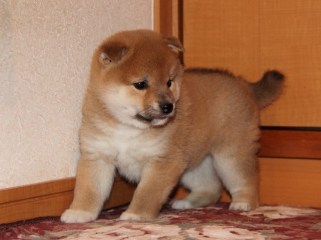 IMG_7683-shibainu-koinu IMG_7683-shibainu-koinu