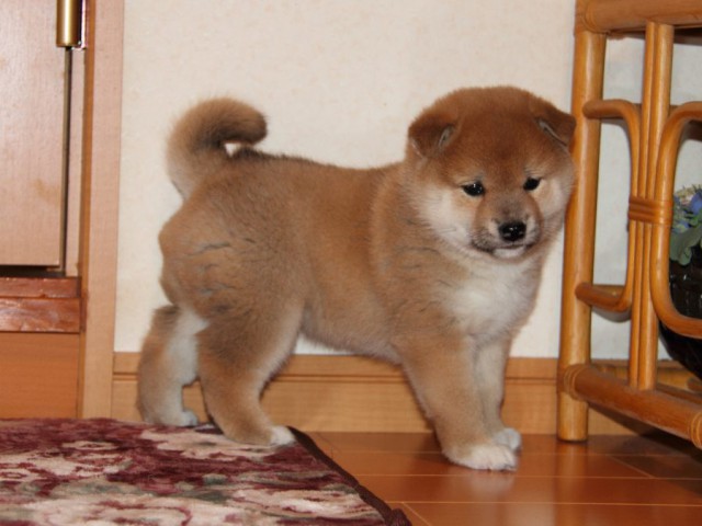 IMG_7685-shibainu-koinu IMG_7685-shibainu-koinu