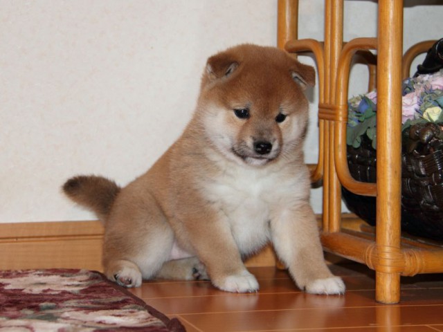 IMG_7688-shibainu-koinu IMG_7688-shibainu-koinu