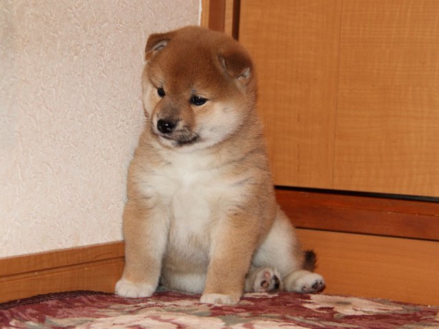IMG_7690-shibainu-koinu IMG_7690-shibainu-koinu