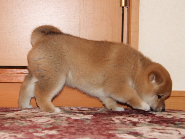 IMG_7698-shibainu-koinu IMG_7698-shibainu-koinu