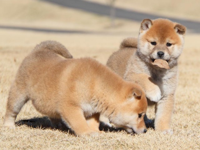 IMG_7725-shibainu-koinu IMG_7725-shibainu-koinu