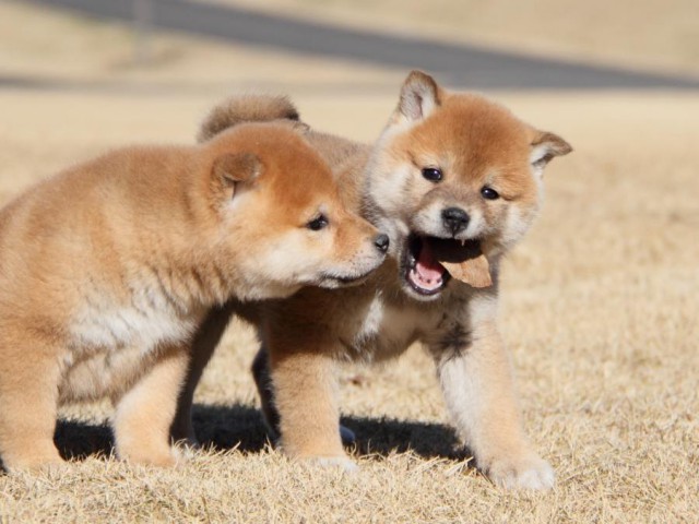 IMG_7730-shibainu-koinu IMG_7730-shibainu-koinu