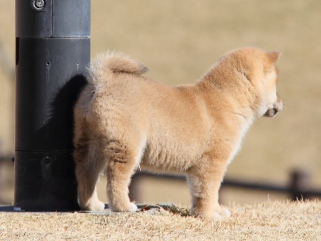 IMG_7952-shibainu-koinu IMG_7952-shibainu-koinu