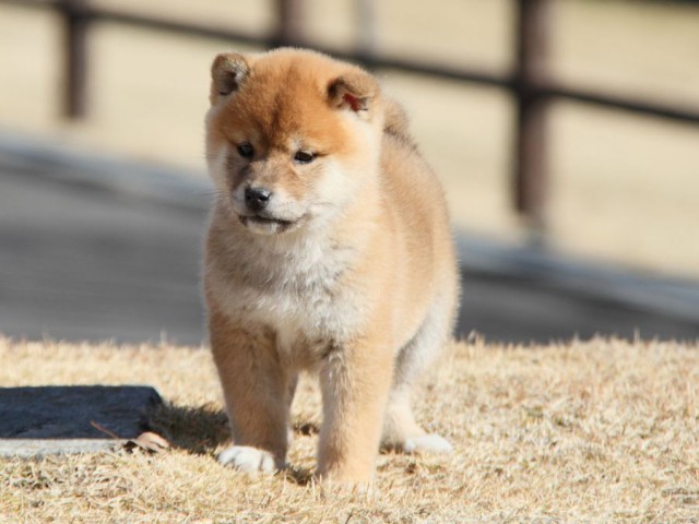 IMG_7964-shibainu-koinu IMG_7964-shibainu-koinu