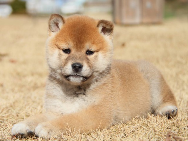 IMG_8039-shibainu-koinu IMG_8039-shibainu-koinu