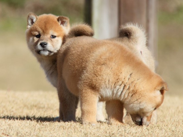 IMG_8065-shibainu-koinu IMG_8065-shibainu-koinu