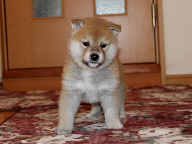 IMG_8810-shibainu-koinu IMG_8810-shibainu-koinu