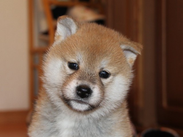 IMG_8822-shibainu-koinu IMG_8822-shibainu-koinu